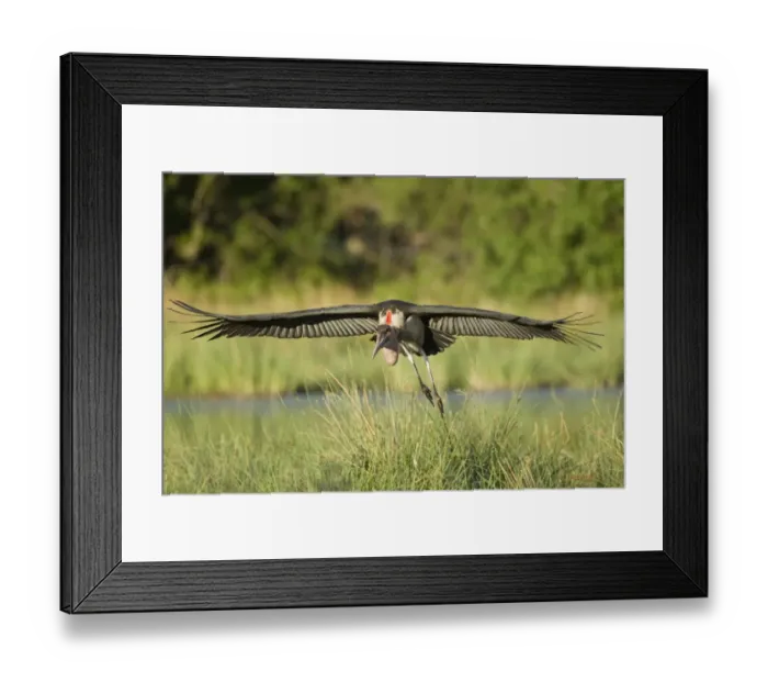 Framed Print : Marabou Stork (Leptoptilos crumeniferus) adult, in flight, landing in wetland, Okavango Delta, Botswana Framed Print : Marabou Stork (Leptoptilos crumeniferus) adult, in flight, landing in wetland, Okavango Delta, Botswana