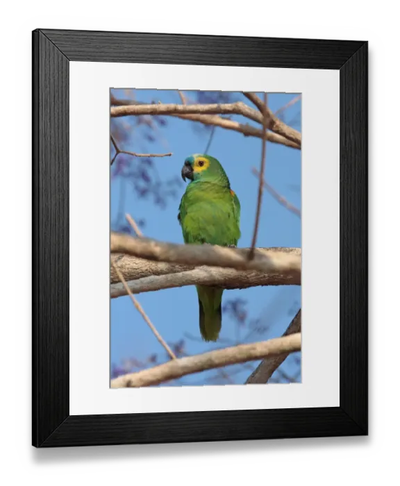 Framed Print : Blue-fronted Amazon Parrot (Amazona aestiva) adult male, perched on branch, Pouso Alegre, Mato Grosso, Brazil, september