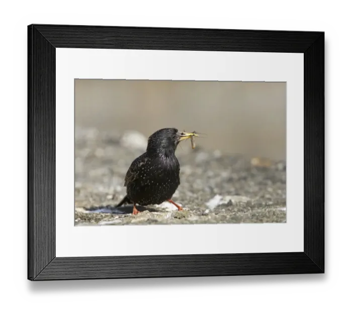 Framed Print : Common Starling (Sturnus vulgaris) adult, summer plumage, with insects in beak, returning to nest with food, Yell, Shetland Islands, Scotland