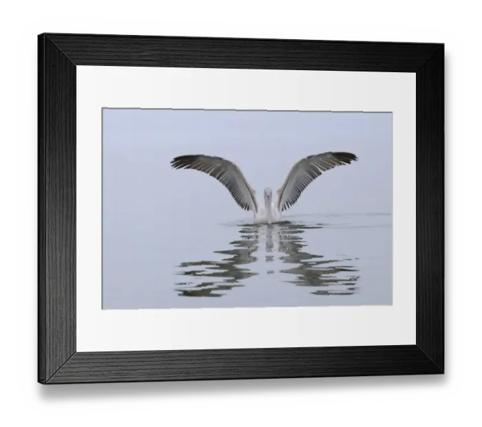 Framed Print : Dalmatian Pelican (Pelecanus crispus) juvenile, landing on water, Lake Kerkini, Macedonia, Greece Framed Print : Dalmatian Pelican (Pelecanus crispus) juvenile, landing on water, Lake Kerkini, Macedonia, Greece