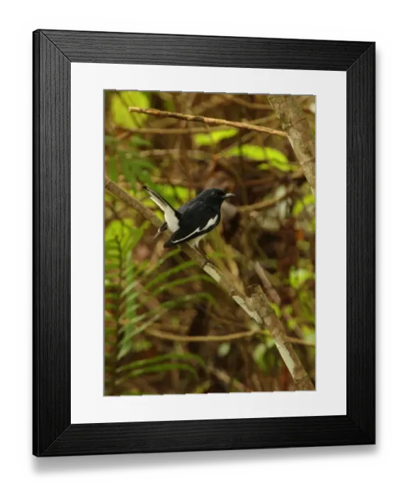Framed Print : Oriental Magpie-robin (Copsychus saularis ceylonensis) adult male, with tail cocked, perched on branch, Sri Lanka, december