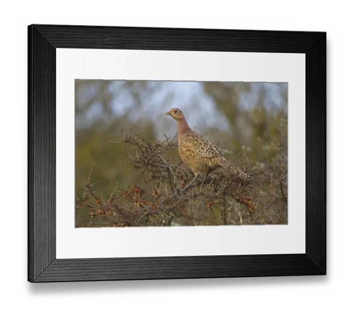 Framed Print : Common Pheasant (Phasianus colchicus) adult female, feeding on Sea Buckthorn (Hippophae rhamnoides) berries, Norfolk, England, december Framed Print : Common Pheasant (Phasianus colchicus) adult female, feeding on Sea Buckthorn (Hippophae rhamnoides) berries, Norfolk, England, december