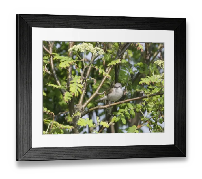 Framed Print : Lesser Whitethroat (Sylvia curruca) adult, perched on branch, Suffolk, England, april Framed Print : Lesser Whitethroat (Sylvia curruca) adult, perched on branch, Suffolk, England, april