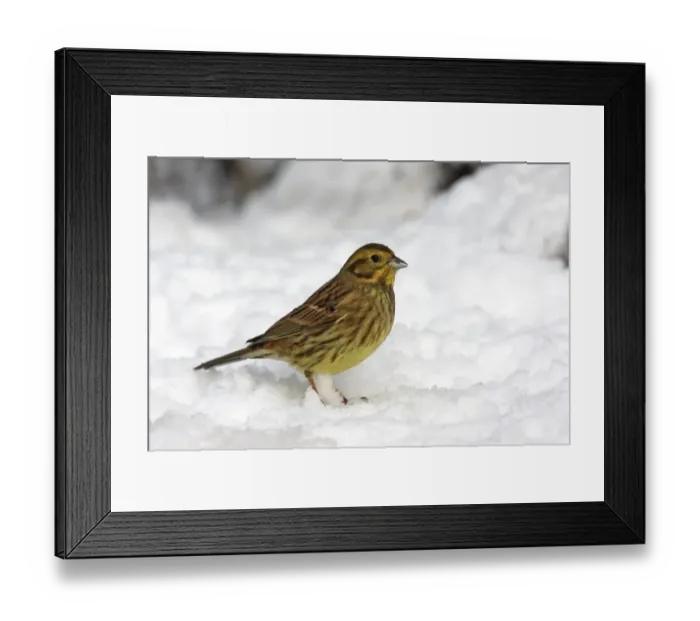 Framed Print : Yellowhammer (Emberiza citrinella) adult female, standing on snow, Staffordshire, England, january Framed Print : Yellowhammer (Emberiza citrinella) adult female, standing on snow, Staffordshire, England, january