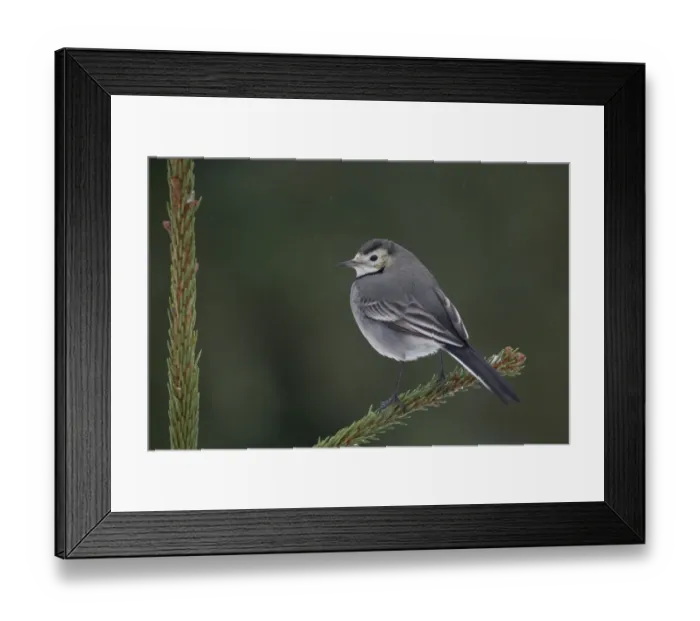 Framed Print : Pied Wagtail (Motacilla alba yarrellii) adult female, perched on Norway Spruce (Picea abies) planted Christmas tree in snowfall, Bentley, Suffolk, England, january Framed Print : Pied Wagtail (Motacilla alba yarrellii) adult female, perched on Norway Spruce (Picea abies) planted Christmas tree in snowfall, Bentley, Suffolk, England, january