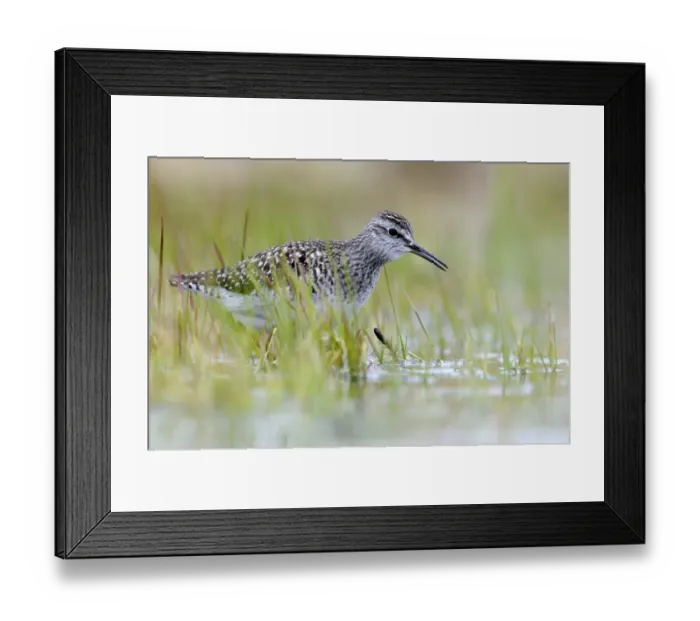 Framed Print : Wood Sandpiper (Tringa glareola) adult, foraging amongst aquatic vegetation, Varnager, Norway, may Framed Print : Wood Sandpiper (Tringa glareola) adult, foraging amongst aquatic vegetation, Varnager, Norway, may