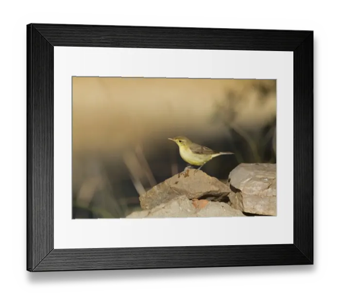 Framed Print : Melodious Warbler (Hippolais polyglotta) adult, perched on rock, Northern Spain, july Framed Print : Melodious Warbler (Hippolais polyglotta) adult, perched on rock, Northern Spain, july