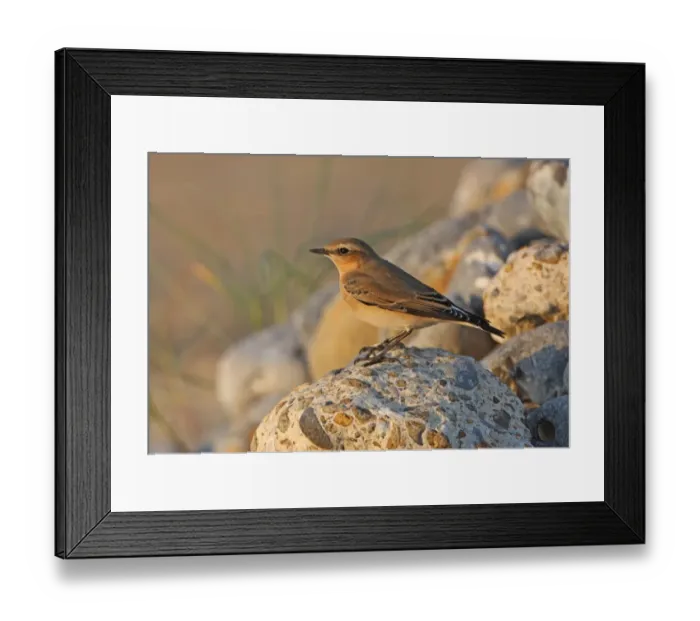 Framed Print : Northern Wheatear (Oenanthe oenanthe) immature, migrant, perched on rocks on beach, Norfolk, England, october Framed Print : Northern Wheatear (Oenanthe oenanthe) immature, migrant, perched on rocks on beach, Norfolk, England, october