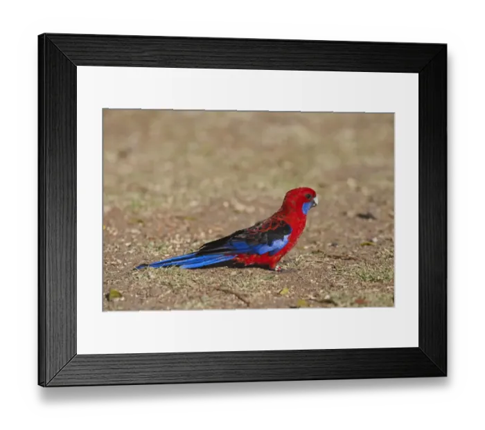 Framed Print : Crimson Rosella (Platycercus elegans) adult, with rings on leg, feeding on ground, O'Reilly's, Lamington N. P. Queensland, Australia Framed Print : Crimson Rosella (Platycercus elegans) adult, with rings on leg, feeding on ground, O'Reilly's, Lamington N. P. Queensland, Australia