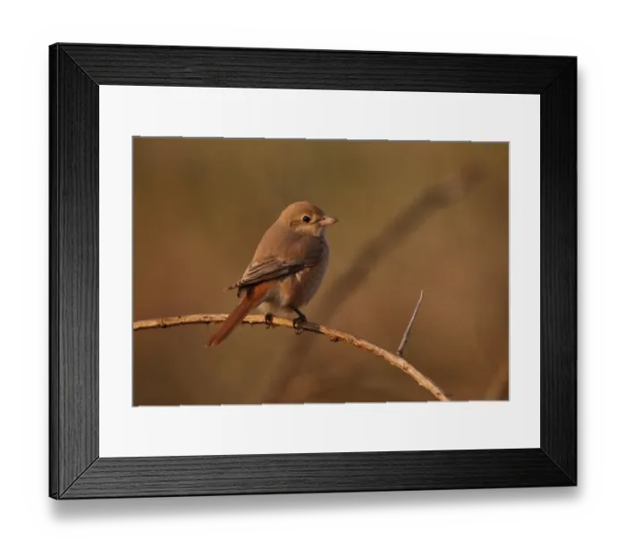 Framed Print : Isabelline Shrike (Lanius isabellinus) immature, first winter plumage, vagrant, perched on bramble stem, Horsey, Norfolk, England, october Framed Print : Isabelline Shrike (Lanius isabellinus) immature, first winter plumage, vagrant, perched on bramble stem, Horsey, Norfolk, England, october