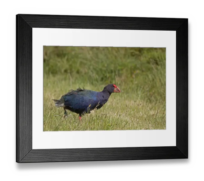Framed Print : Takahe (Porphyrio hochstetteri) adult, walking, Tiritiri Matangi Island, Hauraki Gulf, North Island, New Zealand, november Framed Print : Takahe (Porphyrio hochstetteri) adult, walking, Tiritiri Matangi Island, Hauraki Gulf, North Island, New Zealand, november