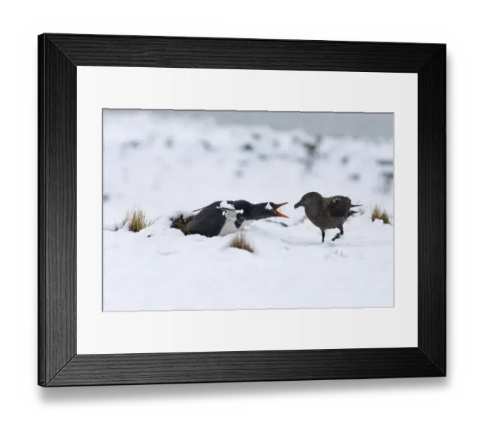Framed Print : Gentoo Penguin (Pygoscelis papua) adult, sitting on nest in sitting on snow, guarding nest from Brown Skua (Stercorarius antarctica), Half Moon Island, South Shetland Islands, Antarctica, november Framed Print : Gentoo Penguin (Pygoscelis papua) adult, sitting on nest in sitting on snow, guarding nest from Brown Skua (Stercorarius antarctica), Half Moon Island, South Shetland Islands, Antarctica, november