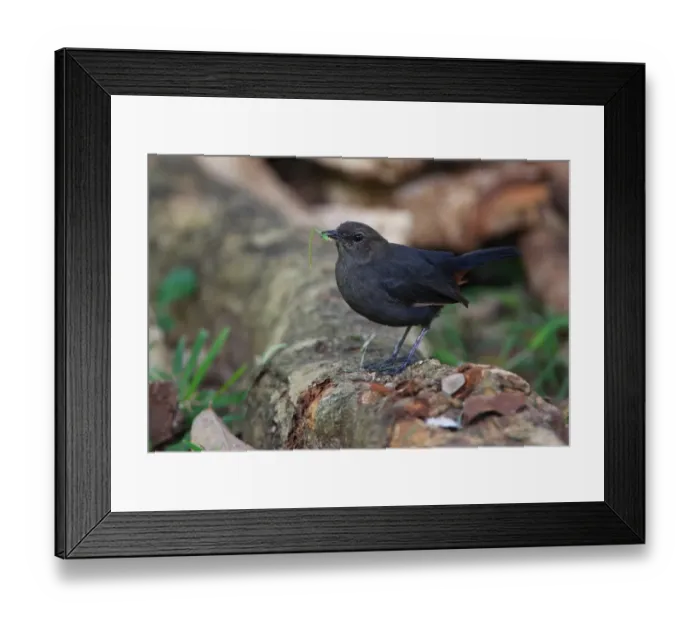 Framed Print : Indian Robin (Saxicoloides fulicata leucoptera) endemic race, adult female, feeding on grasshopper leg, standing on tree root, Sri Lanka, december Framed Print : Indian Robin (Saxicoloides fulicata leucoptera) endemic race, adult female, feeding on grasshopper leg, standing on tree root, Sri Lanka, december