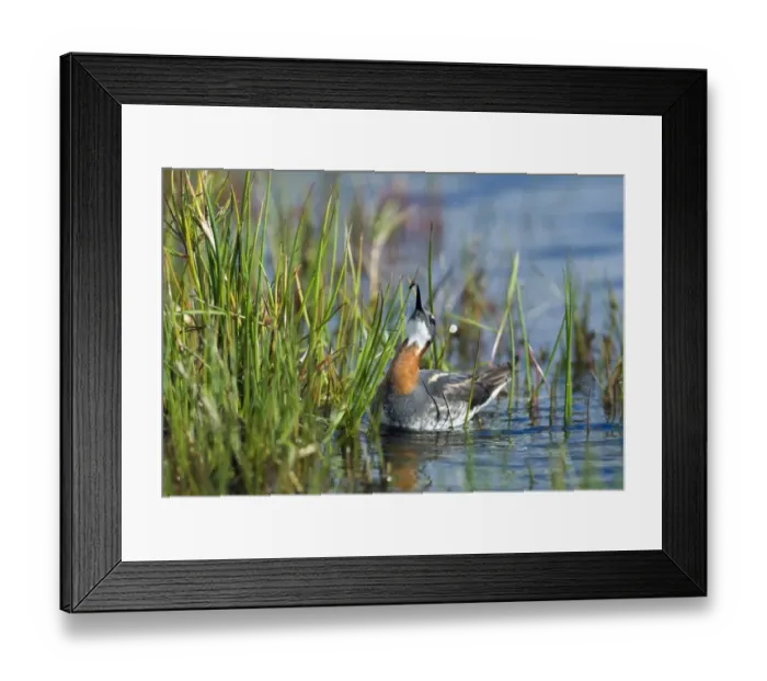 Framed Print : Red-necked Phalarope (Phalaropus lobatus) adult female, feeding on fly, Loch Funzie, Fetlar, Shetland Islands, Scotland, june