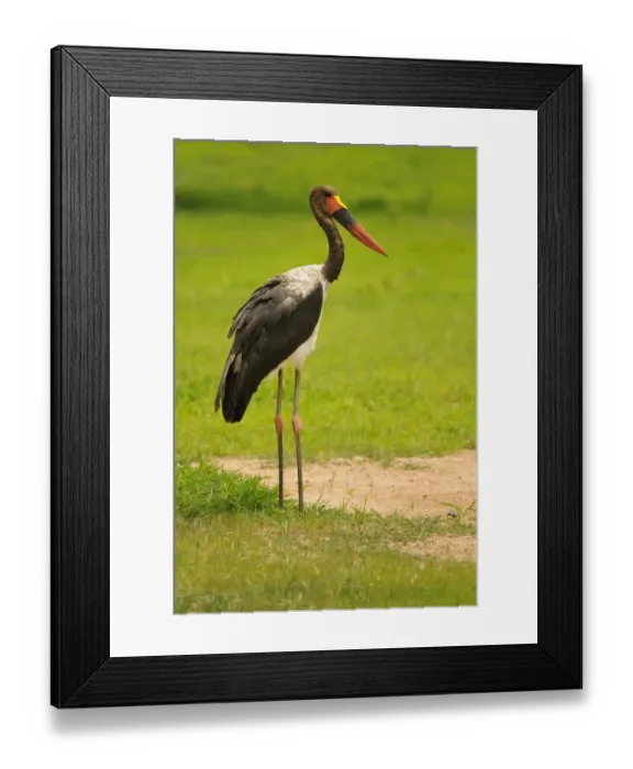 Framed Print : Saddle-billed Stork (Ephippiorhynchus senegalensis) juvenile, standing, Ruaha N. P. Tanzania Framed Print : Saddle-billed Stork (Ephippiorhynchus senegalensis) juvenile, standing, Ruaha N. P. Tanzania