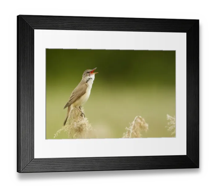 Framed Print : Great Reed-warbler (Acrocephalus arundinaceus) adult, singing, perched on reeds, Bulgaria Framed Print : Great Reed-warbler (Acrocephalus arundinaceus) adult, singing, perched on reeds, Bulgaria