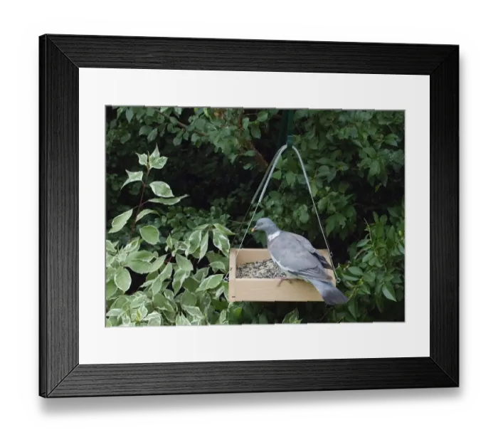 Framed Print : Wood Pigeon (Columbus palumbus) adult, feeding at hanging birdtable in garden, Norfolk, England, september Framed Print : Wood Pigeon (Columbus palumbus) adult, feeding at hanging birdtable in garden, Norfolk, England, september