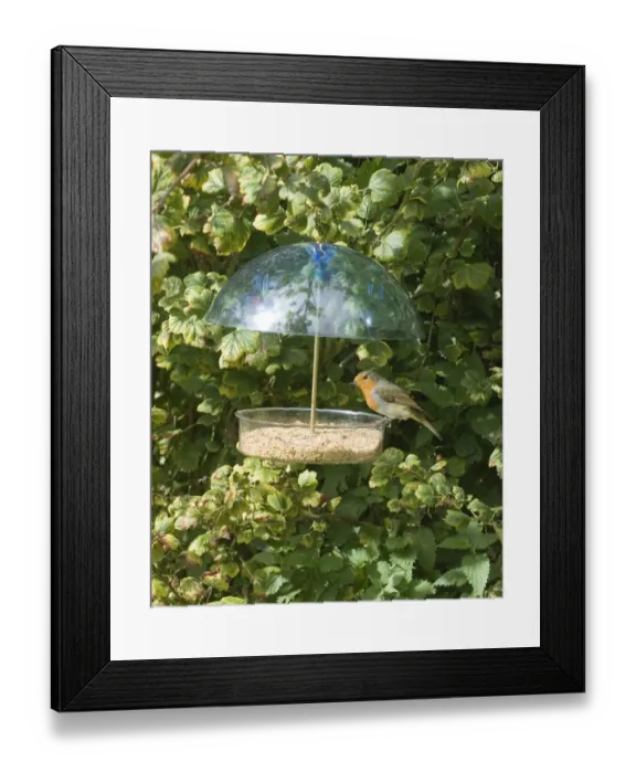 Framed Print : European Robin (Erithacus rubecula) adult, feeding at covered feeder in garden, Norfolk, England, september Framed Print : European Robin (Erithacus rubecula) adult, feeding at covered feeder in garden, Norfolk, England, september