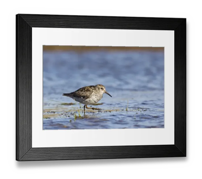 Framed Print : Purple Sandpiper (Calidris maritima) adult, summer plumage, feeding in shallow water, Spitzbergen, Svalbard, july Framed Print : Purple Sandpiper (Calidris maritima) adult, summer plumage, feeding in shallow water, Spitzbergen, Svalbard, july