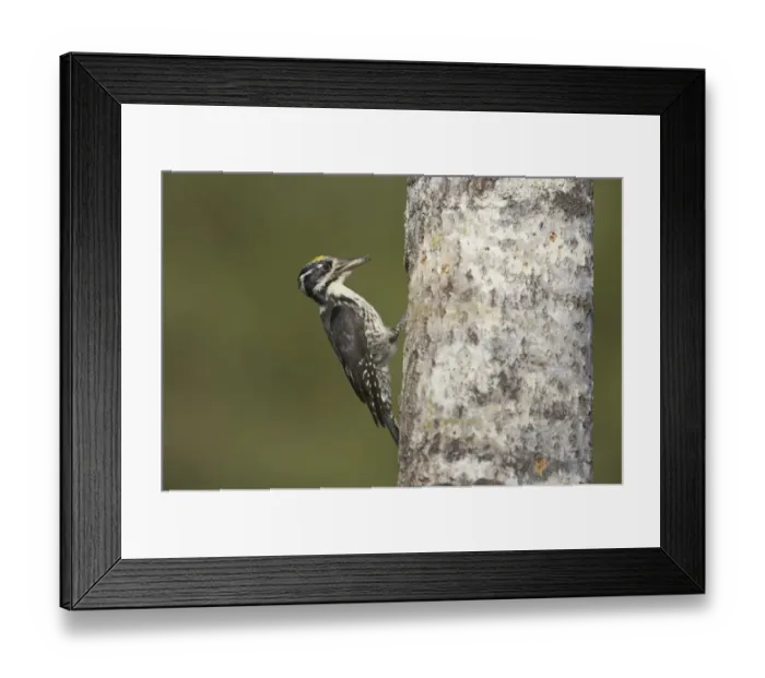 Framed Print : Three-toed Woodpecker (Picoides tridactylus) adult male, with food in beak, at nesthole in tree trunk, Oulu Region, Finland Framed Print : Three-toed Woodpecker (Picoides tridactylus) adult male, with food in beak, at nesthole in tree trunk, Oulu Region, Finland