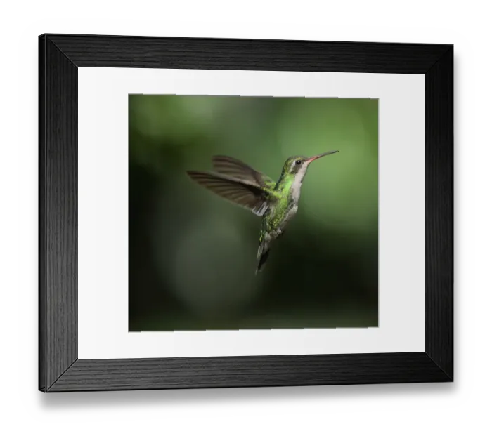 Framed Print : Glittering-bellied Emerald (Chlorostilbon aureoventris) adult female, in flight, Puerto Iguazu, Misiones, Argentina, november Framed Print : Glittering-bellied Emerald (Chlorostilbon aureoventris) adult female, in flight, Puerto Iguazu, Misiones, Argentina, november