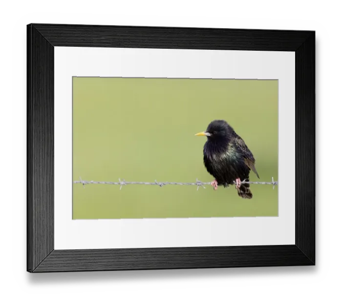 Framed Print : Common Starling (Sturnus vulgaris) adult male, summer plumage, perched on barbed wire, Shetland Islands, Scotland, may Framed Print : Common Starling (Sturnus vulgaris) adult male, summer plumage, perched on barbed wire, Shetland Islands, Scotland, may