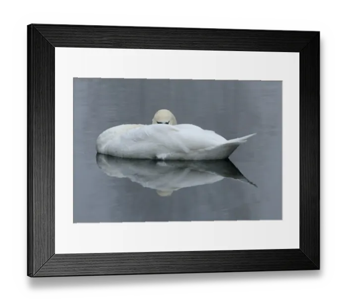 Framed Print : Mute Swan (Cygnus olor) adult, sleeping on water, Oxfordshire, England, november