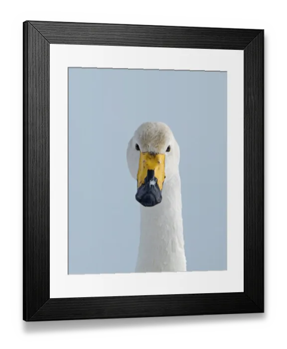 Framed Print : Whooper Swan (Cygnus cygnus) adult, close-up of head, Hokkaido, Japan, winter Framed Print : Whooper Swan (Cygnus cygnus) adult, close-up of head, Hokkaido, Japan, winter