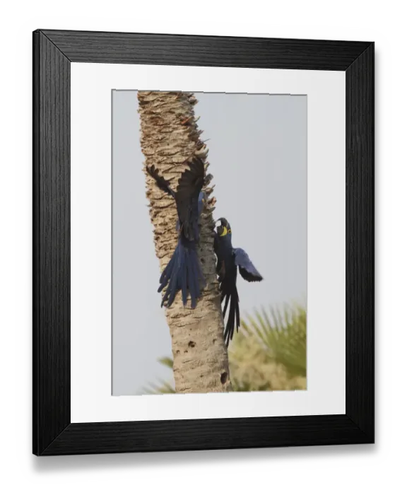 Framed Print : Hyacinth Macaw (Anodorhynchus hyacinthinus) adult breeding pair, interacting whilst clinging to palm tree trunk, Pantanal, Mato Grosso, Brazil