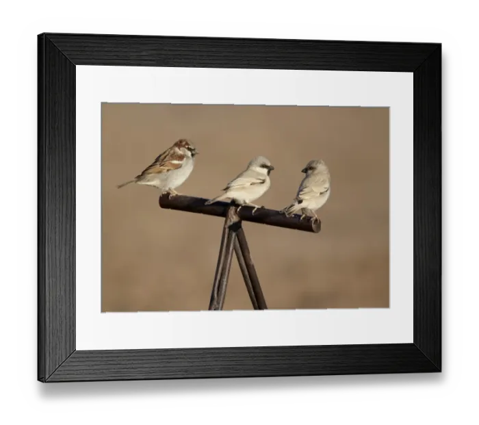 Framed Print : Desert Sparrow (Passer simplex) and House Sparrow (Passer domesticus) adult males, perched on handle of camel saddle, Erg Chebbi, Morocco, february Framed Print : Desert Sparrow (Passer simplex) and House Sparrow (Passer domesticus) adult males, perched on handle of camel saddle, Erg Chebbi, Morocco, february