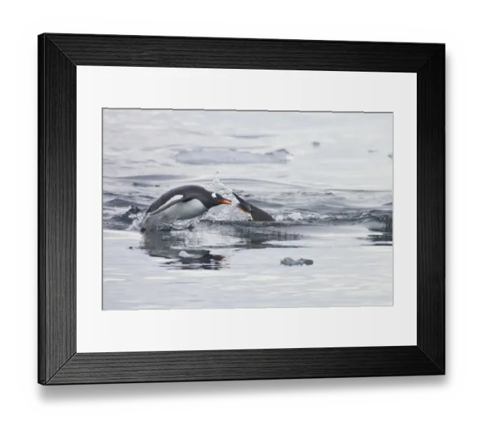 Framed Print : Gentoo Penguin (Pygoscelis papua) adults, swimming, porpoising amongst sea ice, Lemaire Channel, Antarctic Peninsula, Antarctica Framed Print : Gentoo Penguin (Pygoscelis papua) adults, swimming, porpoising amongst sea ice, Lemaire Channel, Antarctic Peninsula, Antarctica
