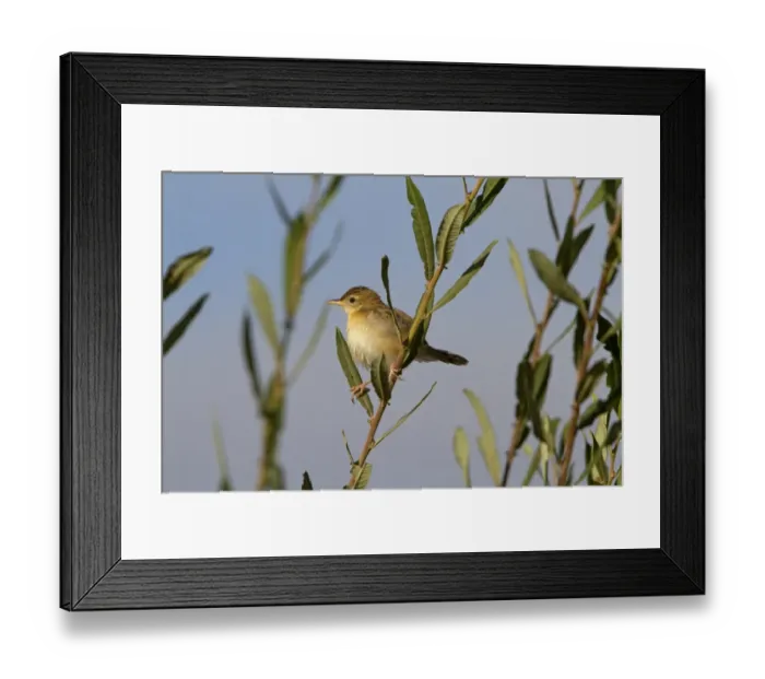 Framed Print : Fan-tailed Warbler (Cisticola juncidis) adult, perched on stem, Extremadura, Spain, september Framed Print : Fan-tailed Warbler (Cisticola juncidis) adult, perched on stem, Extremadura, Spain, september
