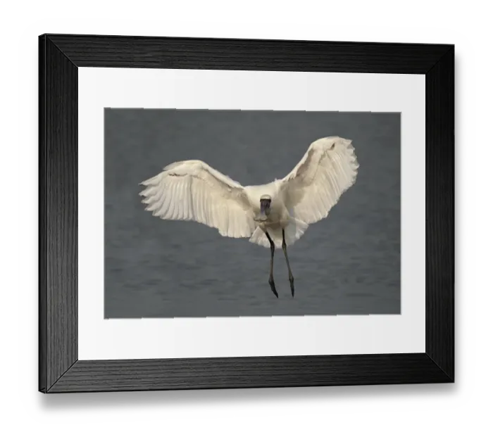 Framed Print : Black-faced Spoonbill (Platalea minor) adult, in flight over water, Hong Kong, China, november