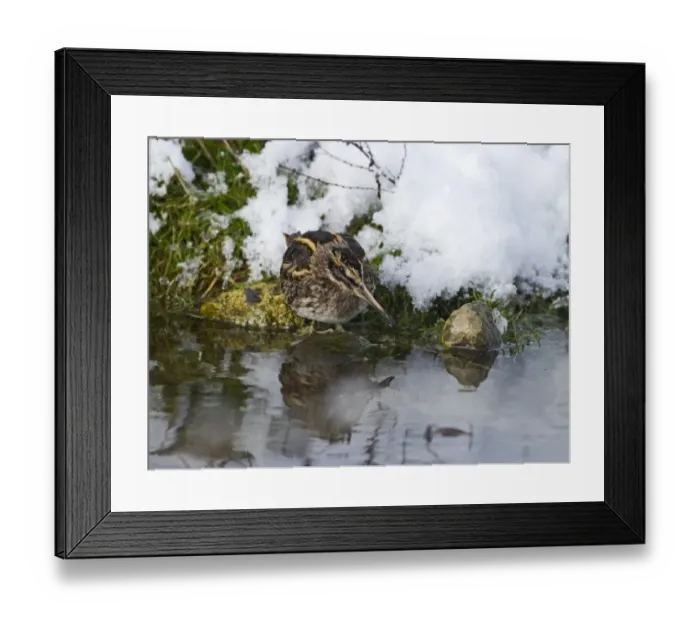 Framed Print : Jack Snipe (Lymnocryptes minimus) adult, standing on snow covered bank of pond, Salthouse, Norfolk, England, december