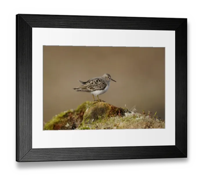 Framed Print : Temminck's Stint (Calidris temminckii) adult, breeding plumage, standing on moss covered mound, Varanger, Norway, june Framed Print : Temminck's Stint (Calidris temminckii) adult, breeding plumage, standing on moss covered mound, Varanger, Norway, june