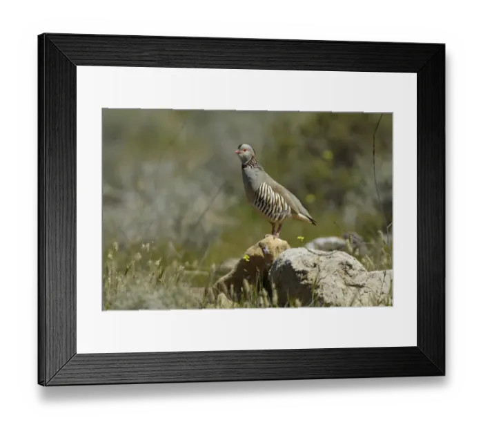 Framed Print : Barbary Partridge (Alectoris barbara) adult male, standing on rock, Fuerteventura, Canary Islands, march