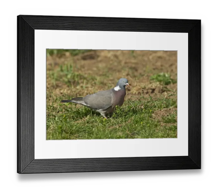 Framed Print : Wood Pigeon (Columba palumbus) adult, collecting nesting material, Warwickshire, England, may Framed Print : Wood Pigeon (Columba palumbus) adult, collecting nesting material, Warwickshire, England, may