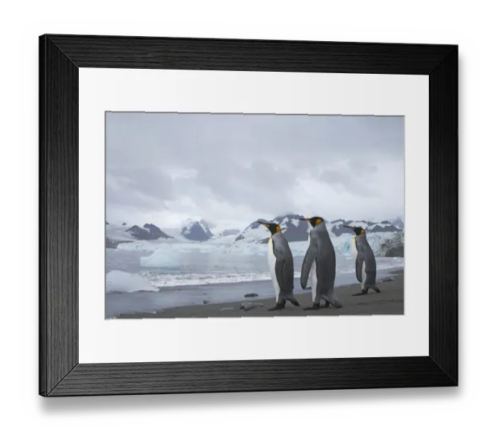 Framed Print : King Penguin (Aptenodytes patagonicus) three adults, standing on beach, with glacier in background, Ross Glacier, Royal Bay, South Georgia