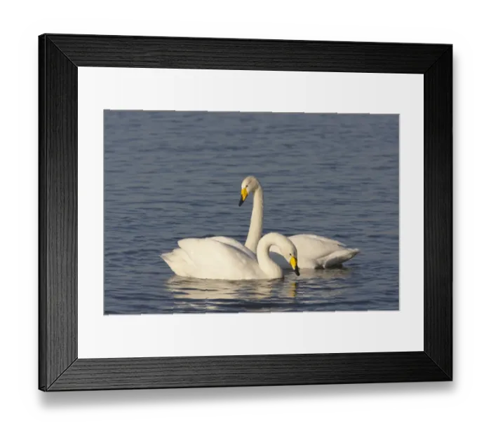 Framed Print : Whooper Swan (Cygnus cygnus) adult pair, swimming on flooded washes, Welney W. W. T. Reserve, Ouse Washes, Norfolk, England, winter Framed Print : Whooper Swan (Cygnus cygnus) adult pair, swimming on flooded washes, Welney W. W. T. Reserve, Ouse Washes, Norfolk, England, winter