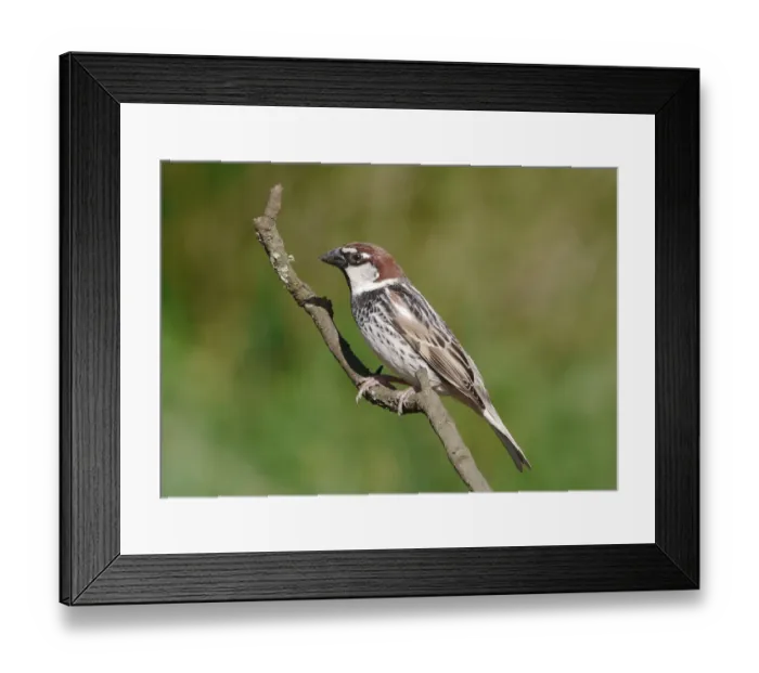 Framed Print : Spanish Sparrow (Passer hispaniolensis) adult male, perched on twig, Baracina, Portalegre District, Alentejo, Portugal, april Framed Print : Spanish Sparrow (Passer hispaniolensis) adult male, perched on twig, Baracina, Portalegre District, Alentejo, Portugal, april