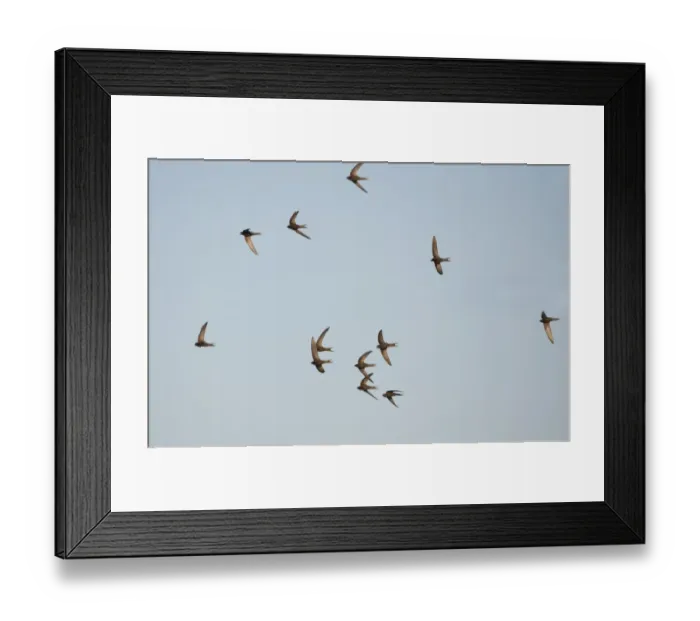 Framed Print : Common Swift (Apus apus) flock, screaming in flight, Northern Spain, july Framed Print : Common Swift (Apus apus) flock, screaming in flight, Northern Spain, july