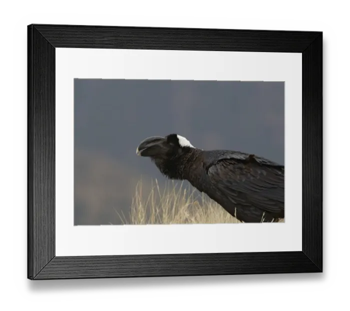Framed Print : Thick-billed Raven (Corvus crassirostris) adult, calling, close-up of head, Simien Mountains, Ethiopia Framed Print : Thick-billed Raven (Corvus crassirostris) adult, calling, close-up of head, Simien Mountains, Ethiopia