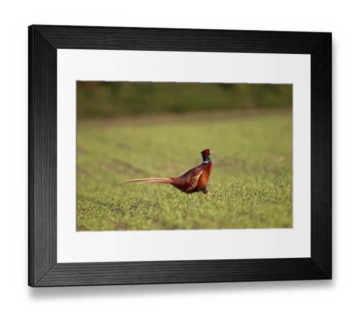 Framed Print : Common Pheasant (Phasianus colchicus) adult male, walking in crop field, Berwickshire, Scottish Borders, Scotland, may