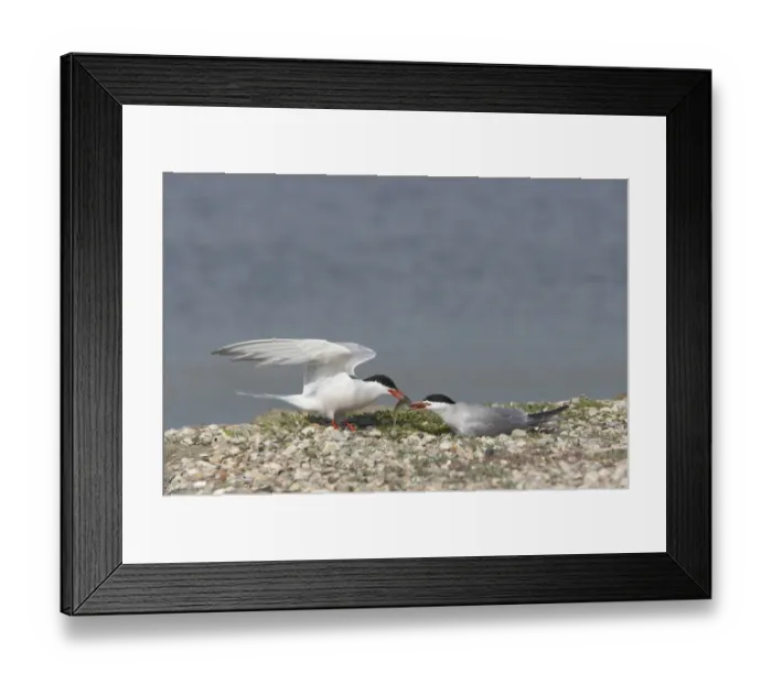 Framed Print : Common Tern (Sterna hirundo) adult pair, food pass at nestsite, Texel Island, Netherlands Framed Print : Common Tern (Sterna hirundo) adult pair, food pass at nestsite, Texel Island, Netherlands