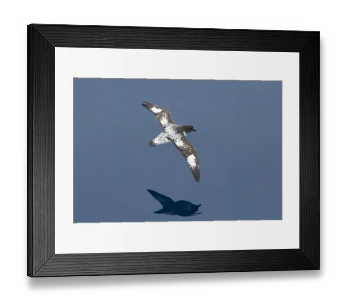 Framed Print : Cape Petrel (Daption capense) adult, in flight over sea, Antarctic Peninsula, Antarctica