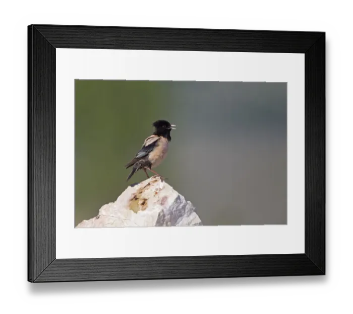 Framed Print : Rose-coloured Starling (Sturnus roseus) adult male, singing, perched on rock, Bulgaria, may Framed Print : Rose-coloured Starling (Sturnus roseus) adult male, singing, perched on rock, Bulgaria, may