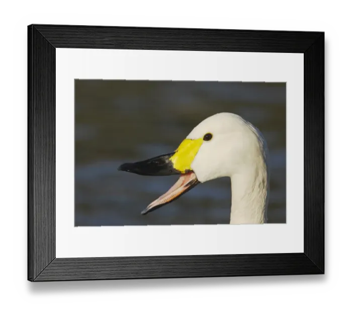 Framed Print : Bewick's Swan (Cygnus bewickii) adult, calling, close-up of head, Slimbridge W. W. T. Gloucestershire, England, winter Framed Print : Bewick's Swan (Cygnus bewickii) adult, calling, close-up of head, Slimbridge W. W. T. Gloucestershire, England, winter