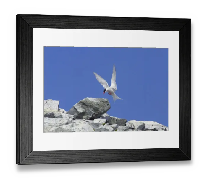 Framed Print : Antarctic Tern (Sterna vittata) adult, in flight, landing on rock, Antarctic Peninsula, Antarctica Framed Print : Antarctic Tern (Sterna vittata) adult, in flight, landing on rock, Antarctic Peninsula, Antarctica
