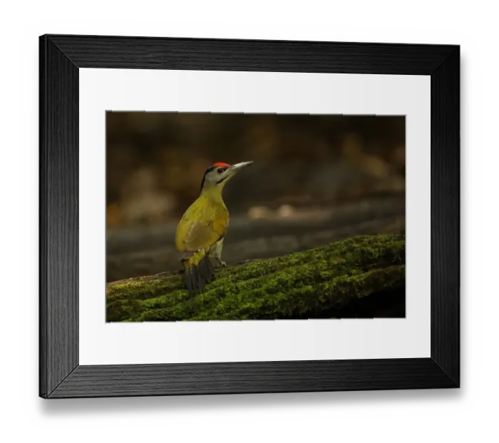 Framed Print : Grey-headed Woodpecker (Picus canus hessei) adult male, standing on mossy log, Kaeng Krachan N. P. Thailand, november Framed Print : Grey-headed Woodpecker (Picus canus hessei) adult male, standing on mossy log, Kaeng Krachan N. P. Thailand, november