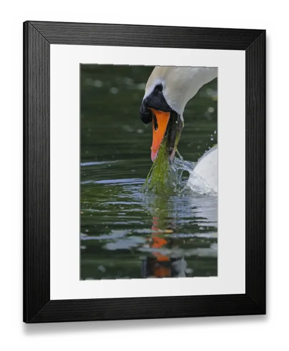 Framed Print : Mute Swan (Cygnus olor) adult, close-up of head, feeding on aquatic vegetation, Oxfordshire, England, may Framed Print : Mute Swan (Cygnus olor) adult, close-up of head, feeding on aquatic vegetation, Oxfordshire, England, may